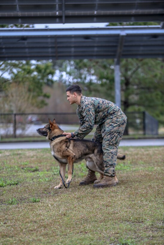 Cpl. Raymond Lemus, military working dog handler, 2nd Law Enforcement Battalion, prepares to release his military working dog during a controlled aggression exercise on Marine Corps Base Camp Lejeune, North Carolina, March 21. This exercise trains military working dogs on how to take down an immediate threat to become more adaptive in a combat environment.