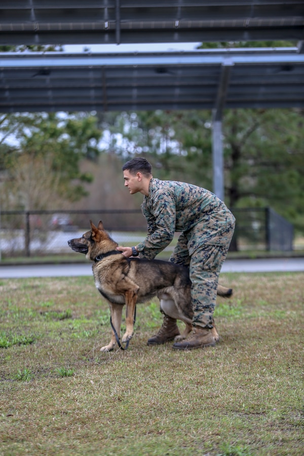 Cpl. Raymond Lemus, military working dog handler, 2nd Law Enforcement Battalion, prepares to release his military working dog during a controlled aggression exercise on Marine Corps Base Camp Lejeune, North Carolina, March 21. This exercise trains military working dogs on how to take down an immediate threat to become more adaptive in a combat environment.