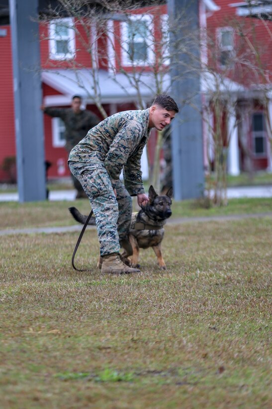 Cpl. Cody Hebert, military working dog handler, 2nd Law Enforcement Battalion, prepares to release his military working dog during a controlled aggression exercise on Marine Corps Base Camp Lejeune, North Carolina, March 21. This exercise trains military working dogs on how to take down an immediate threat to become more adaptive in a combat environment.