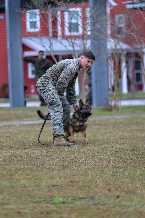 Cpl. Cody Hebert, military working dog handler, 2nd Law Enforcement Battalion, prepares to release his military working dog during a controlled aggression exercise on Marine Corps Base Camp Lejeune, North Carolina, March 21. This exercise trains military working dogs on how to take down an immediate threat to become more adaptive in a combat environment.
