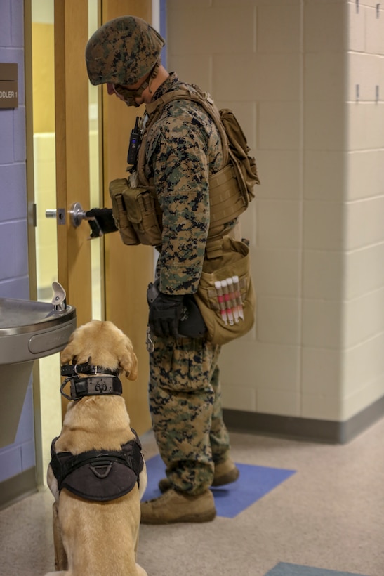 Cpl. Bruce Russell, military working dog handler, 2nd Law Enforcement Battalion, opens a door to inspect a room as his military working dog waits for his command during an exercise on Marine Corps Base Camp Lejeune, North Carolina, March 21. This exercise trains patrol explosive detector dogs to detect explosives in a combat environment.