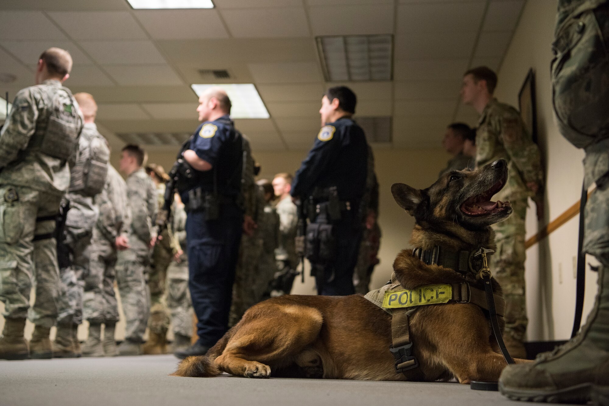 U.S. Air Force Military Working Dog Chase,  waits patiently for a security forces augmentee shift change during Polar Force 19-4 at JBER, Alaska, March 26, 2019. Polar Force is a two-week exercise designed to test JBER’s mission readiness. Exercises like this strengthen and develop the skills service members require when facing adverse situations.