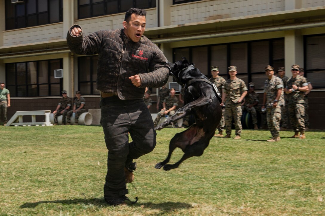 Kelly, a military working dog with the Provost Marshal’s Office, Marine Corps Base Hawaii, brings down U.S. Marine Corps Lance Cpl. Johnanthony Anayaburgos, a rifleman with 2nd Battalion, 3rd Marine Regiment, during a demonstration of the installations MWDs, MCBH, Mar. 28, 2019. The MWDs capabilities were presented to U.S. Marine Corps riflemen to have a better understanding of working alongside a K-9 unit in a deployed environment.