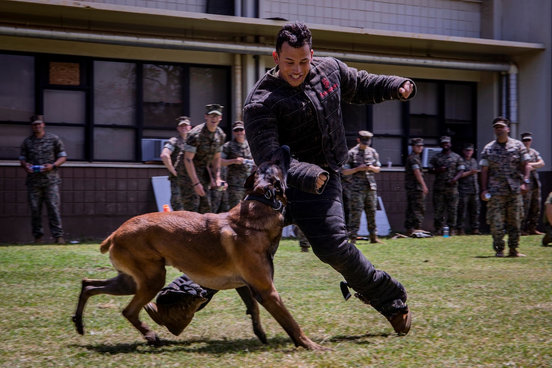 A dog bites the arm of a man wearing a padded suit.