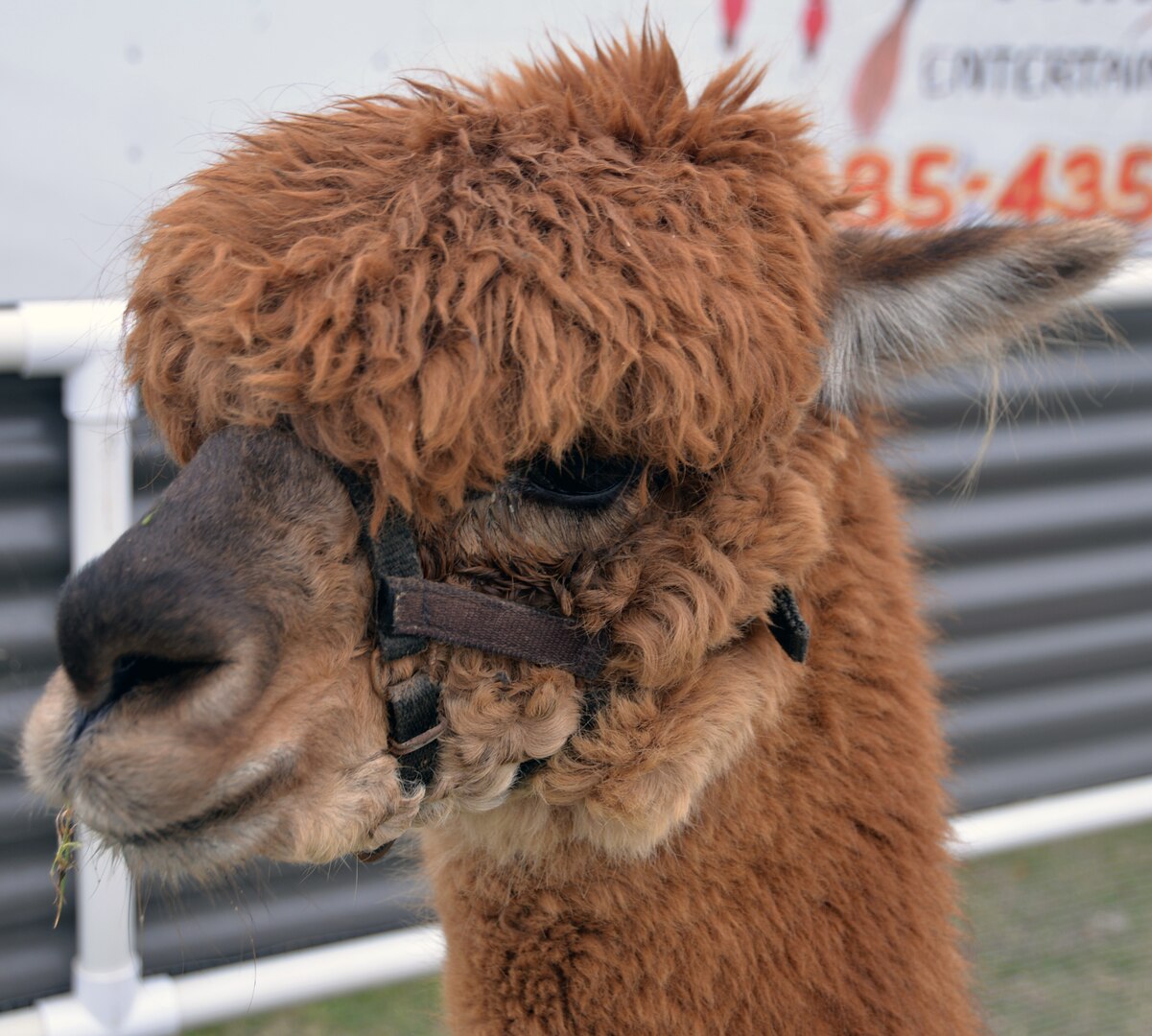Kids also were fascinated by a petting zoo with everything from tortoises to porcupines to alpacas and even a friendly boa constrictor at the annual Cowboys for Heroes chuckwagon event at Joint Base San Antonio-Fort Sam Houston March 30.