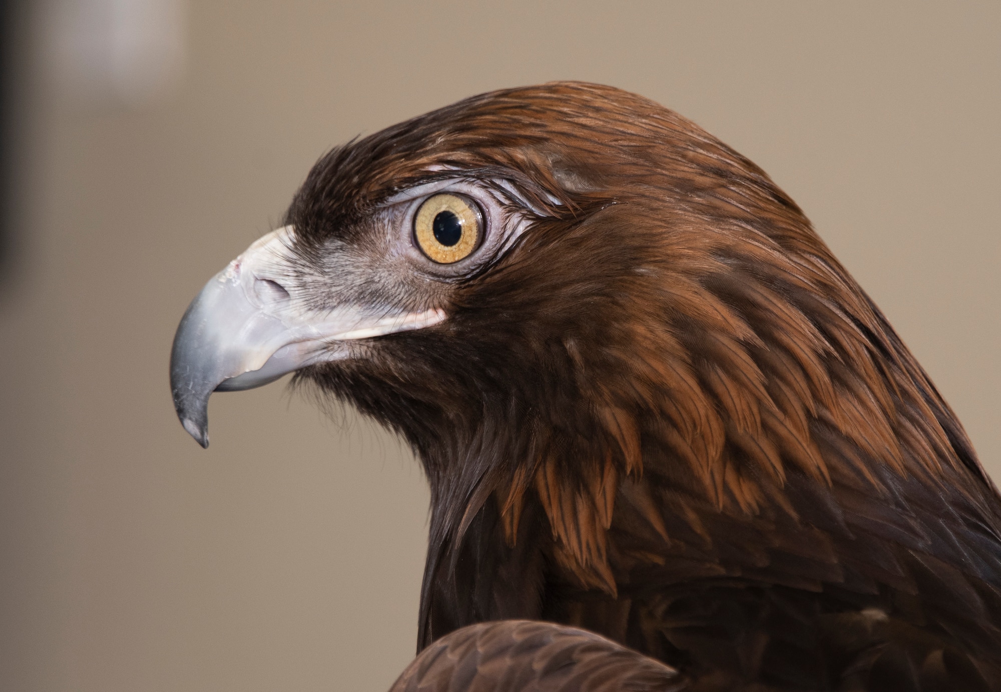 Sullivan, one of the resident golden eagles of the California Raptor Center, was included as part of a presentation on local birds of prey, April 24, 2019, at Travis Air Force Base, California. As part of the Earth Day event, participants were educated on raptor biology, rehabilitation, conservation and species identification during the CRC visit. (U.S. Air Force photo by Heide Couch)