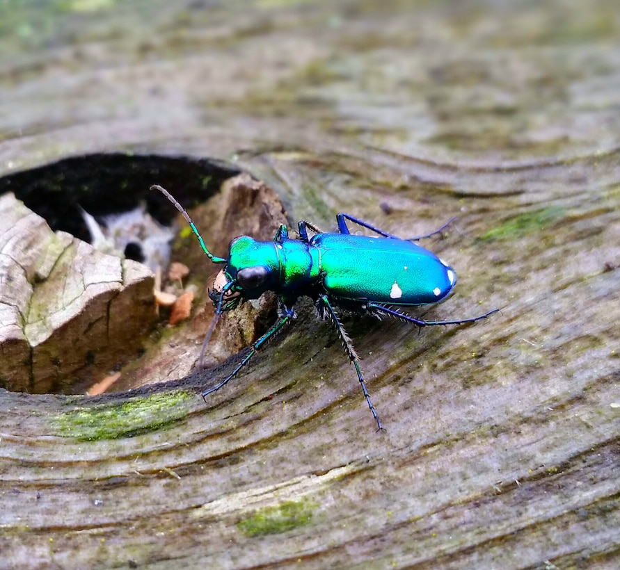 A six-spotted tiger beetle spotted at J. Edward Roush Lake