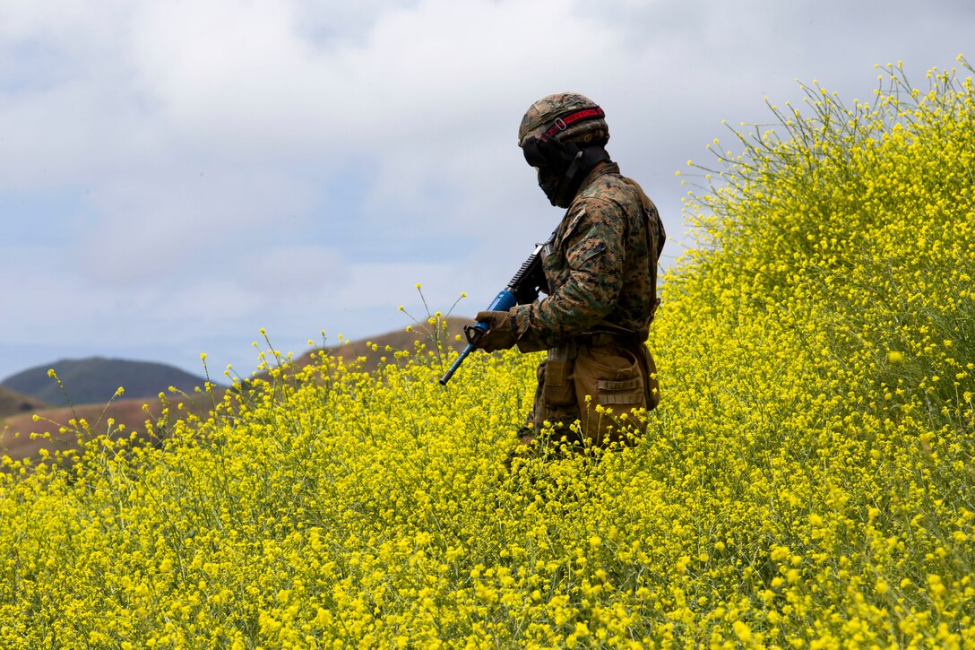 A Marine walks through a field of green plants.