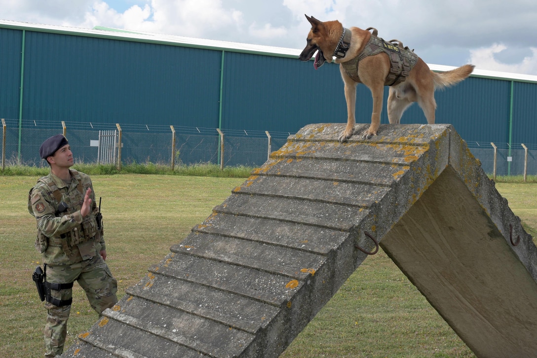 An airman stands with his hand out toward a dog standing on top of a ramp.