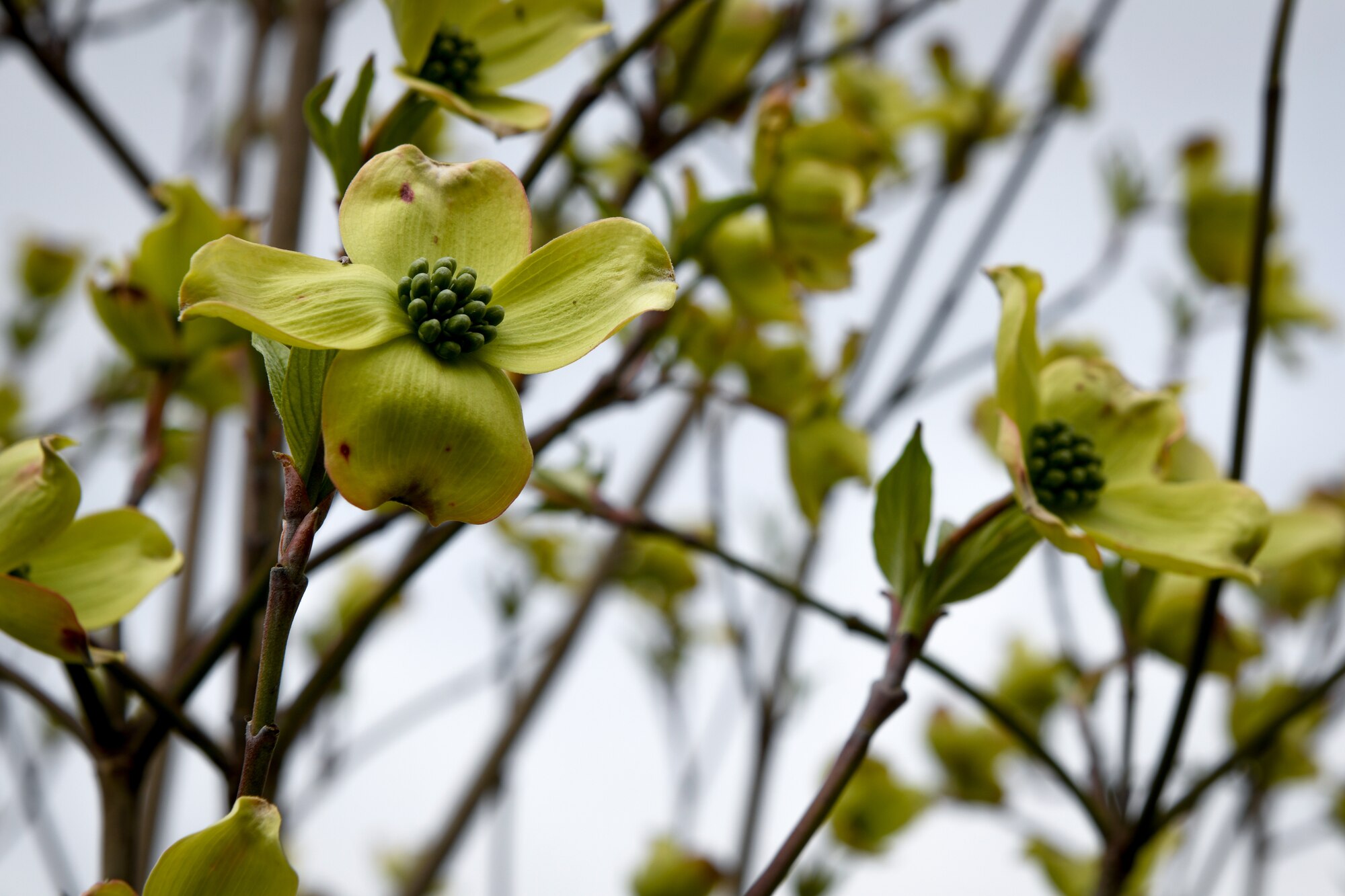 A dogwood tree is in full bloom on April 25, 2019, during the annual tree planting ceremony here in recognition of Arbor Day.