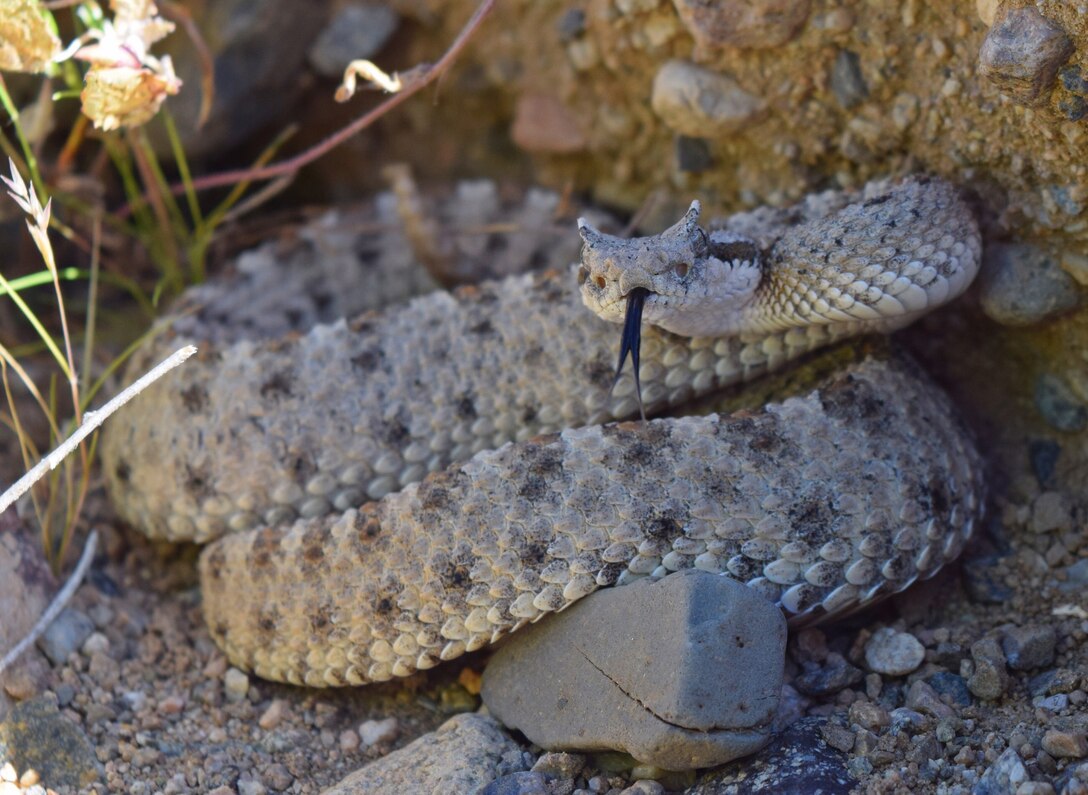 A Sidewinder Snake gives a warning to passersby aboard Marine Corps Logistics Base Barstow, Calif. as contractors from The Verdano Group and employees from Environmental Division conduct an animal survey on base, April 18. (Photo courtesy Tim Brust).