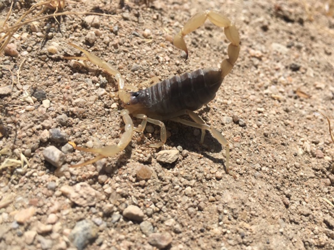 A Desert Scorpion is poised to sting when found by Steve Ekland, friend and long time hiking buddy of James Maher, Behavioral Health Section head, near Helendale, Calif., May 4.(Photo courtesy Steve Ekland).