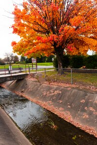 Tree changing colors