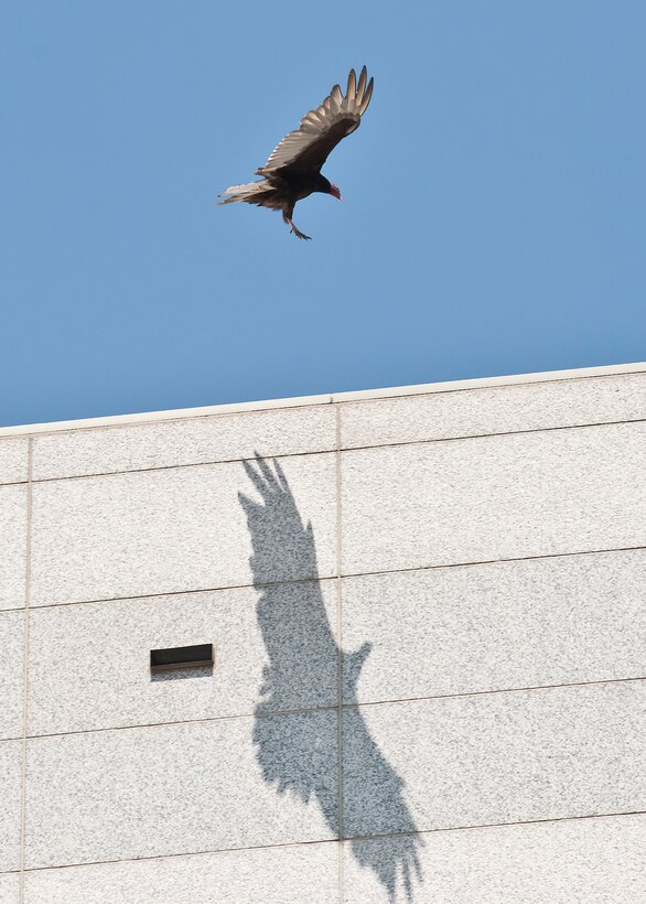 Bird flying with shadow on building