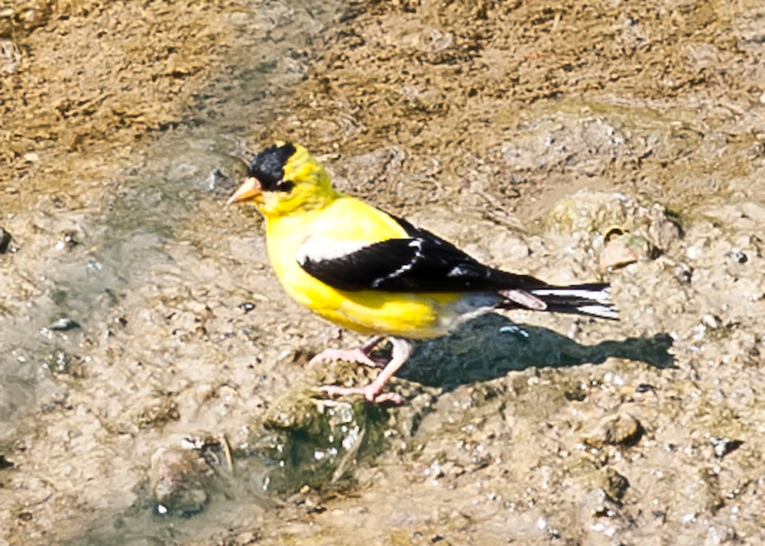 Yellow and black bird