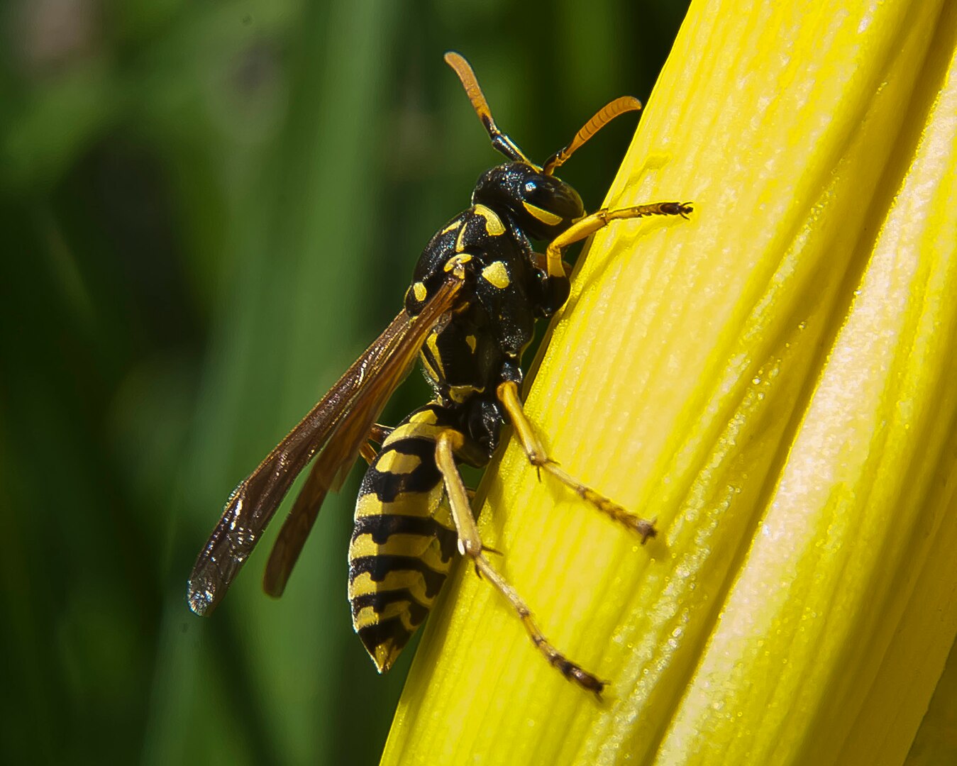 Wasp on green plant