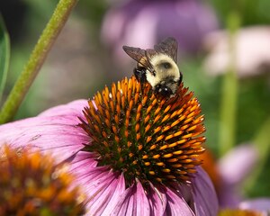 Bumble bee on purple and orange flower