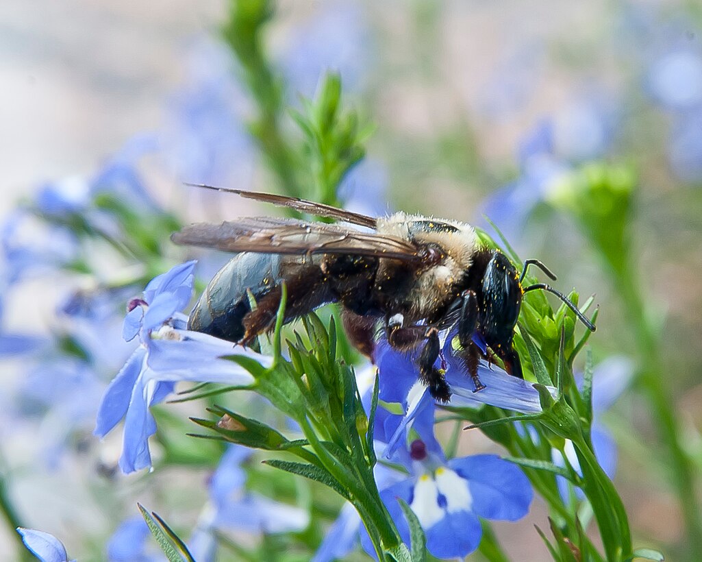blue flowers and bee