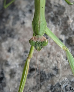 Praying mantis