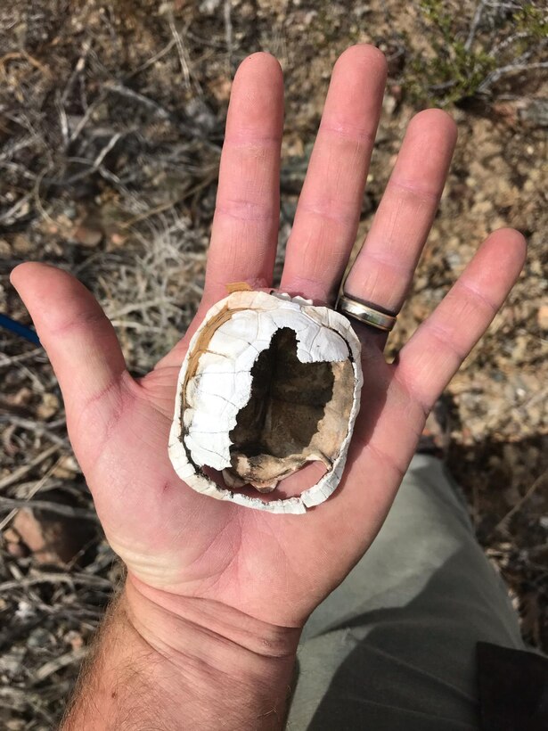 A juvenile desert tortoise shell shows deadly impact of ravens to the tortoise population on base, April 16. (Photo courtesy Tim Brust).