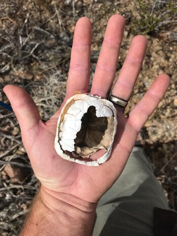 A juvenile desert tortoise shell shows deadly impact of ravens to the tortoise population on base, April 16. (Photo courtesy Tim Brust).