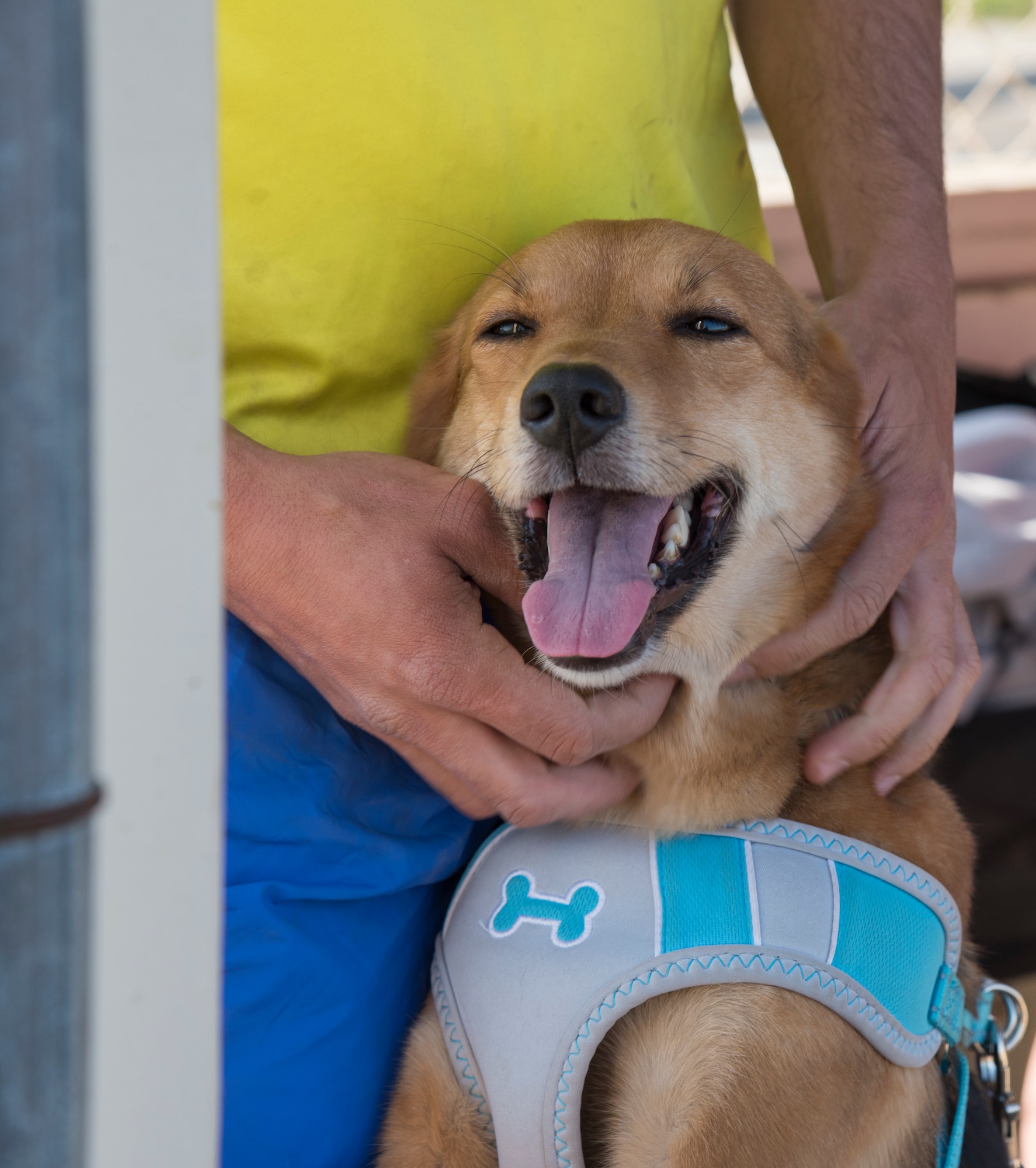 A dog spectates inside a visitors’ dugout during the 2019 Cinco de Mayo softball tournament at Misawa Air Base, Japan, May 4, 2019. The tournament is one of many sporting events held on Misawa Air Base promoting teamwork and helping service members, family and civilians meet other families on the base. (U.S. Air Force photo by Branden Yamada)