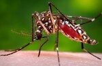 West Nile and Zika are the most recent mosquito-borne illnesses in the news. They can cause flu-like symptoms, but they also can bring on serious complications in some cases.