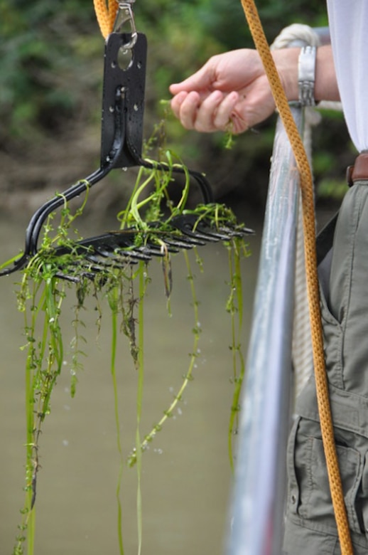 The U.S. Army Corps of Engineers, Buffalo District, in cooperation with the Engineer Research and Development Center, has published a risk assessment that summarizes the potential for hydrilla introduction within the Great Lakes.