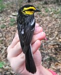 The golden-cheeked warbler is a small insectivorous – which means it feeds primarily on insects and spiders – songbird that migrates thousands of miles from El Salvador, Guatemala, Nicaragua, Honduras and Mexico every March to breed and nest exclusively throughout central Texas, including Joint Base San Antonio-Camp Bullis.