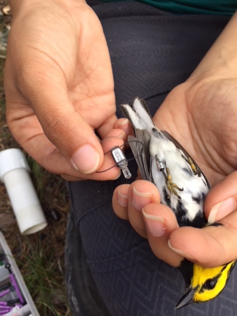 The JBSA Natural Resource office, which comes under the 802nd Civil Engineer Squadron, has been surveying and monitoring the golden-cheeked warbler during their breeding season for almost 30 years. The JBSA Natural Resource staff along with their cooperator, the Texas A&M Natural Resource Institute and collaborators at Louisiana State University, have implemented surveys and color banding to acquire estimated population densities, territory and nest monitoring, return rates and reproductive success of the species.