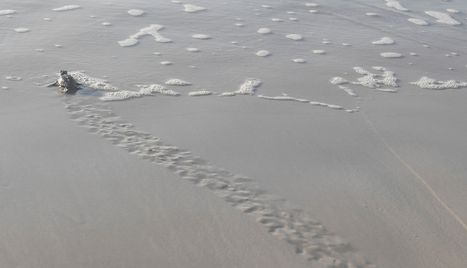 A hatchling makes it way to the ocean from a nest along the beach at Naval Station Mayport, Florida.