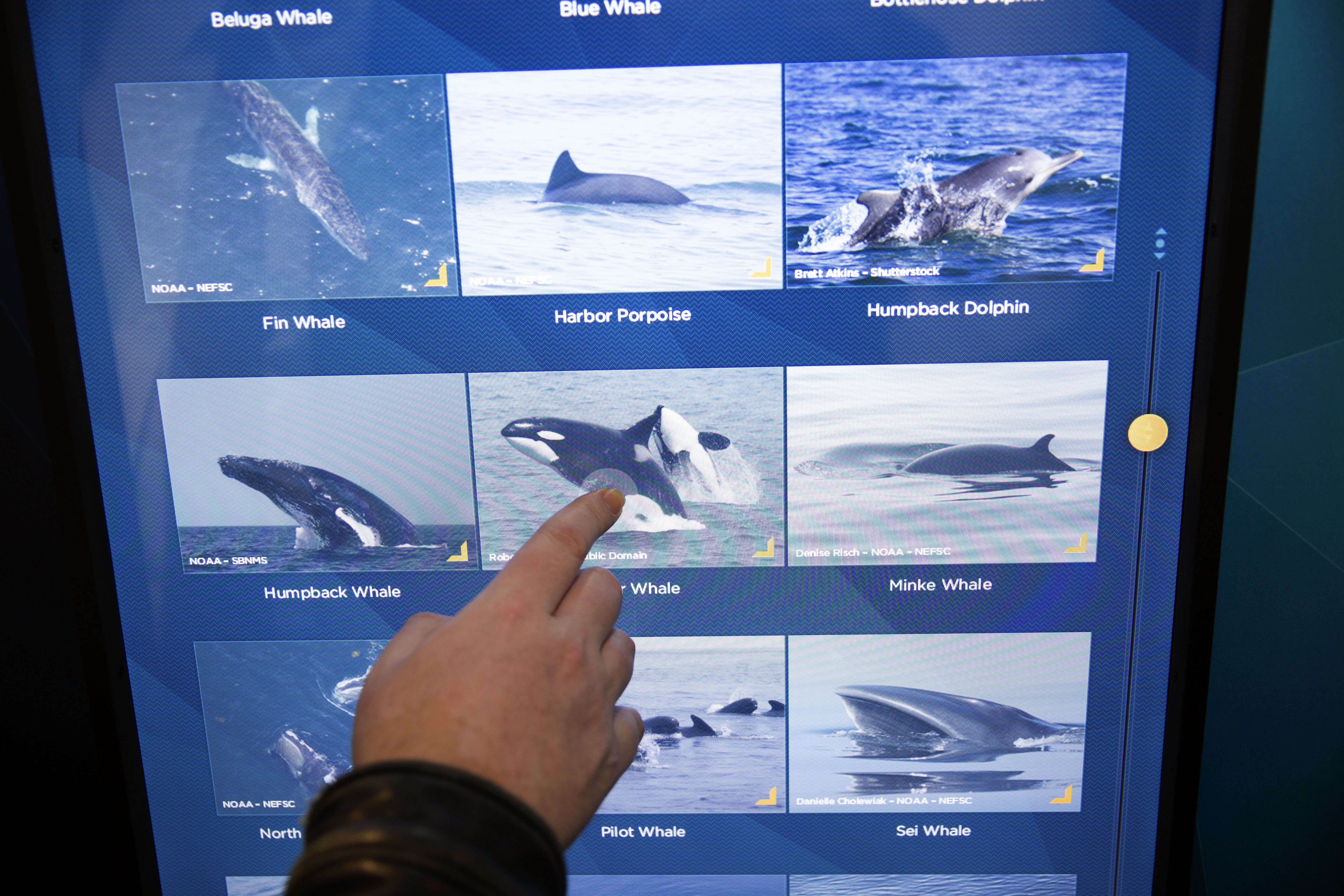 The Stewards of the Sea exhibit, which opened in 2013, highlights marine mammal research and shipboard environmental protection at Nauticus.