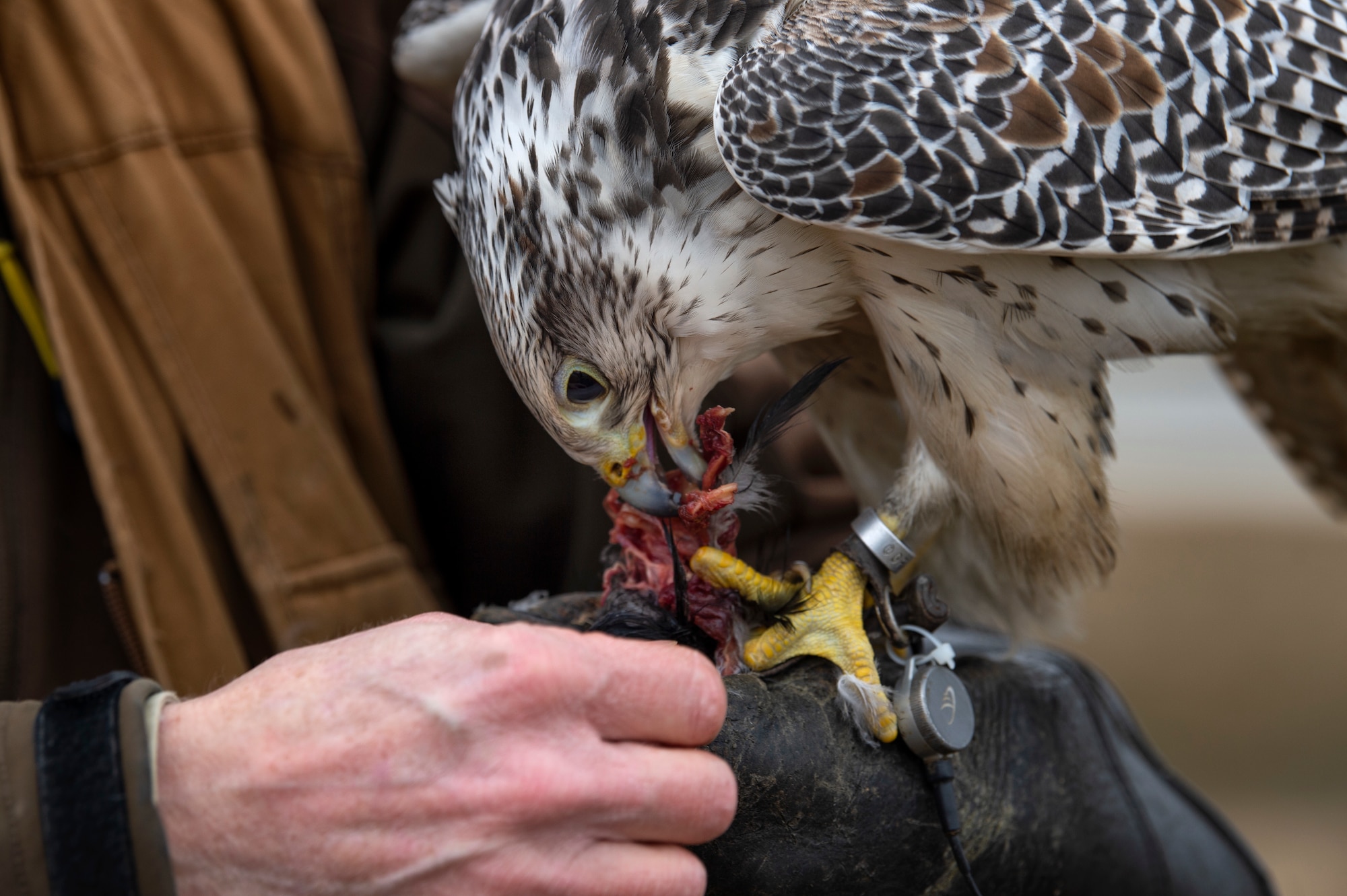 Jens Fleer, 52nd Fighter Wing base falconer, lets his female hawk feed on a crow at Spangdahlem Air Base, Germany, Jan. 16, 2019. Wildlife can cause foreign object damage to aircraft. Fleer uses hawks to keep the sky and flightline clear of pests. (U.S. Air Force photo by Airman 1st Class Valerie Seelye)
