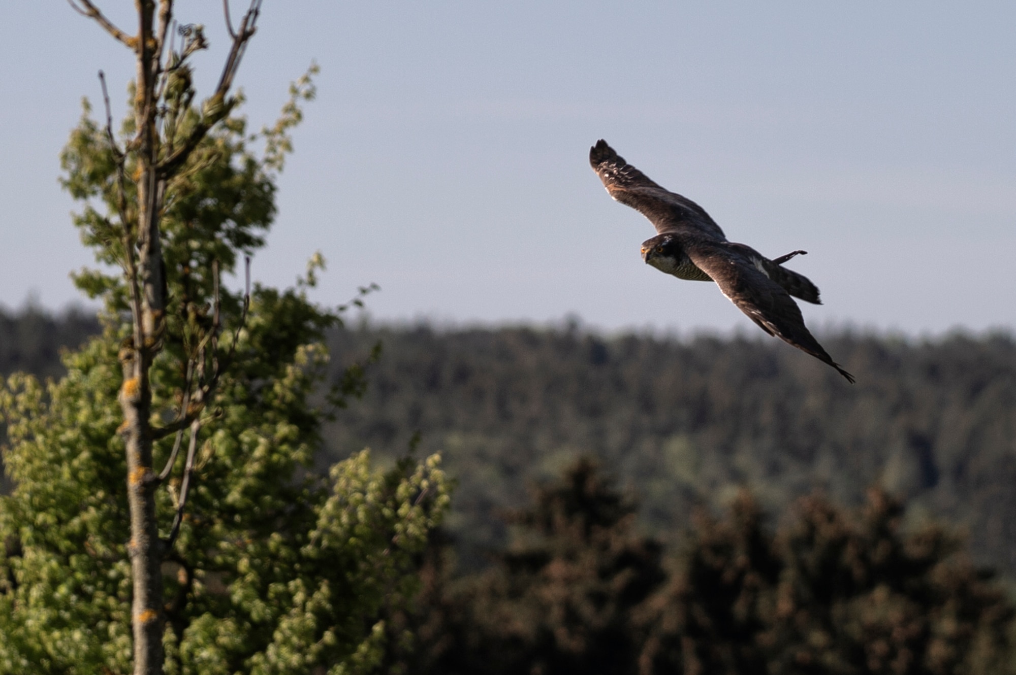 A male hawk hunts at Spangdahlem Air Base, Germany, May 14, 2019. Hawks, and other birds of prey, are trained to eliminate smaller birds and pests that could get caught in aircraft intakes and cause damage. (U.S. Air Force photo by Airman 1st Class Valerie Seelye)