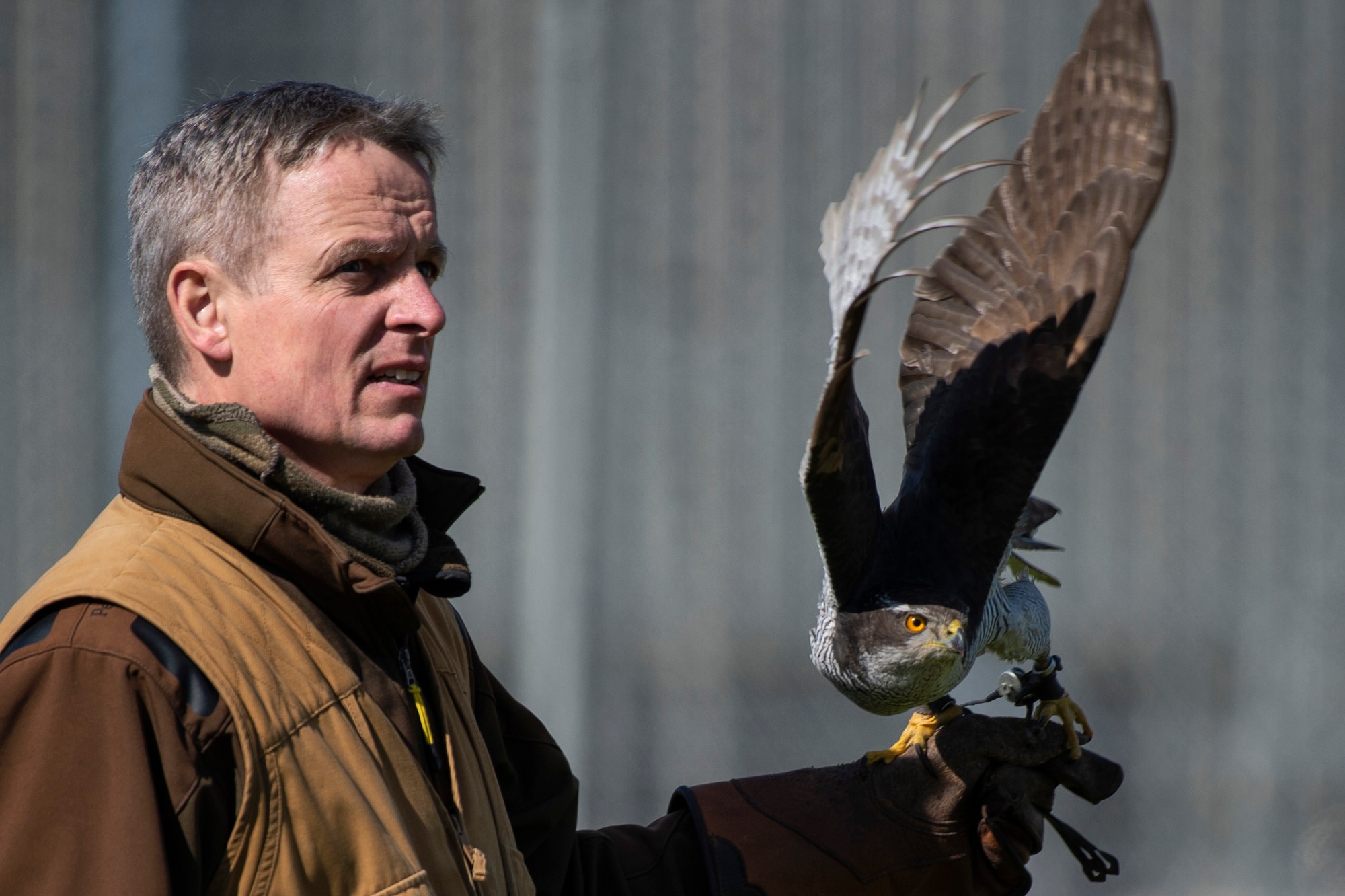 Jens Fleer, 52nd Fighter Wing base falconer, launches his male hawk at Spangdahlem Air Base, Germany, May 14, 2019. Fleer trains hawks to keep the sky clear of birds that could damage aircraft. Spangdahlem also employs a base hunter who eliminates larger pests. (U.S. Air Force photo by Airman 1st Class Valerie Seelye)