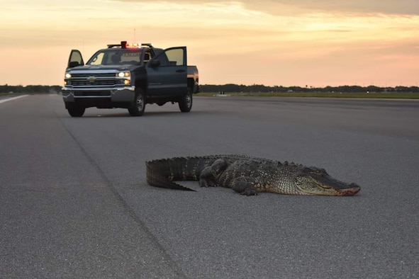 Alligator on MacDill Runway