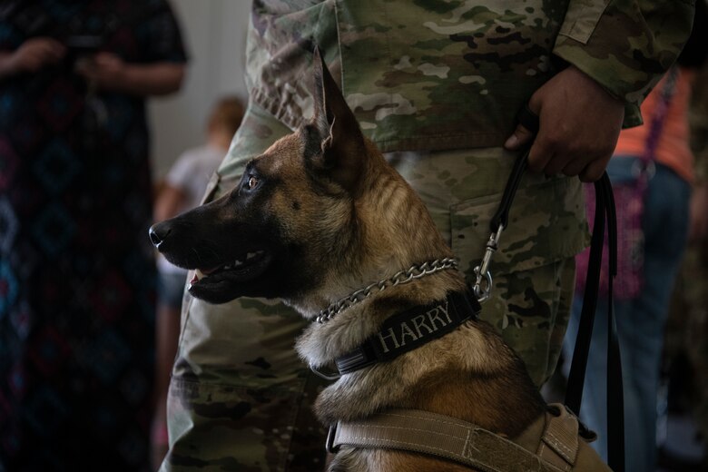 A Military Working Dog (MWD) assigned to the 97th Security Forces Squadron awaits a command from his handler, May 14, 2019, at Altus, Okla. A MWD is capable of finding illegal drugs and explosives and is utilized around the world in law enforcement activities. (U.S. Air Force photo by Senior Airman Cody Dowell)