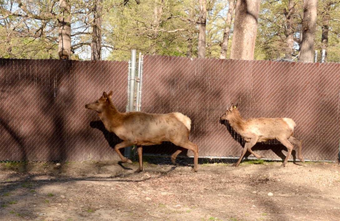Low-key elk transfer brings high expectations of success