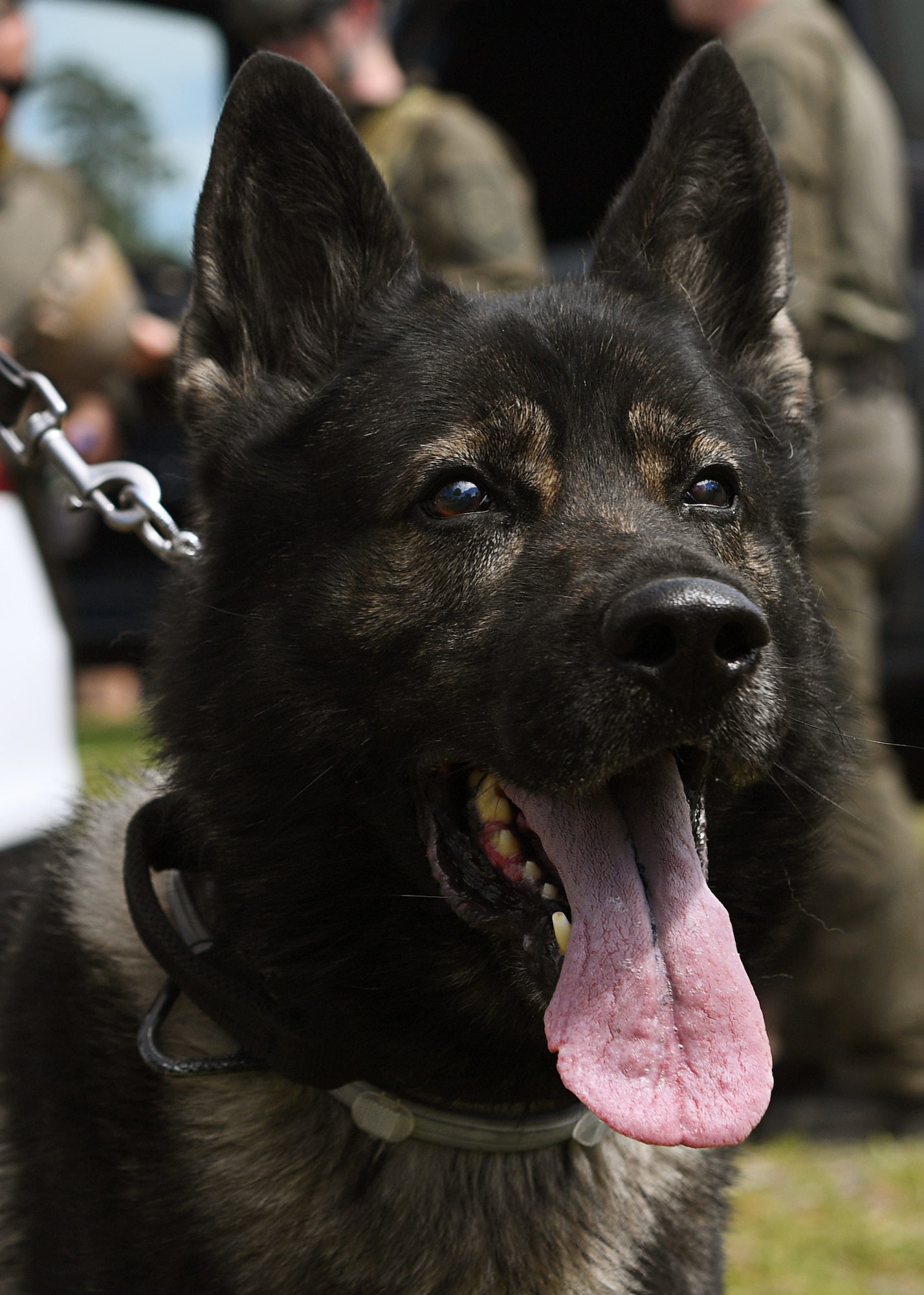 A military working dog sits during a Police Week 2019 demonstration, on Ramstein Air Base, Germany, May 16, 2019.