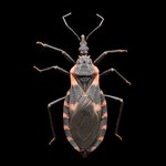 The eastern bloodsucking conenose, Triatoma sanguisuga, feeds on animals and humans and has a habit of biting humans in the face. There are actually 11 different naturally occurring species of kissing bug in the U.S., though they do best in the warmer climates of the southern states.
