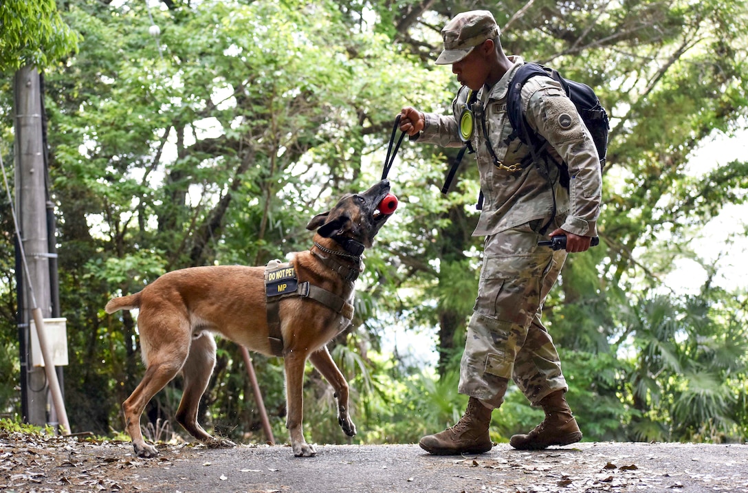 A soldier holds a toy that a military dog bites down on as they face each other outside.