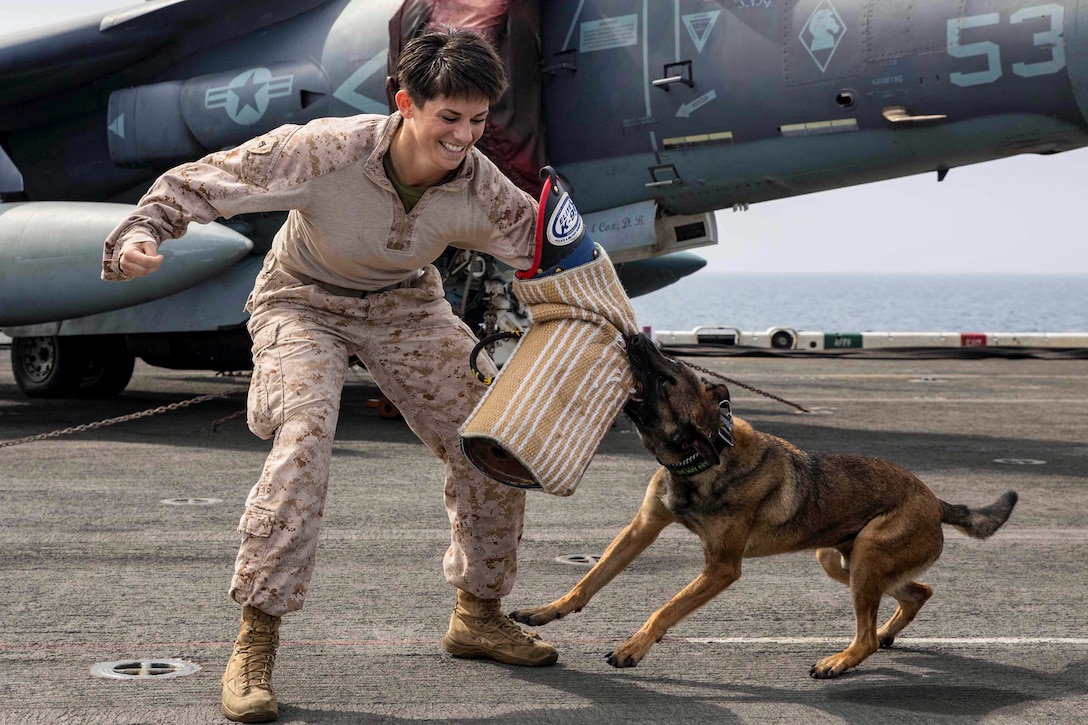 A dog bits the arm of a Marine.