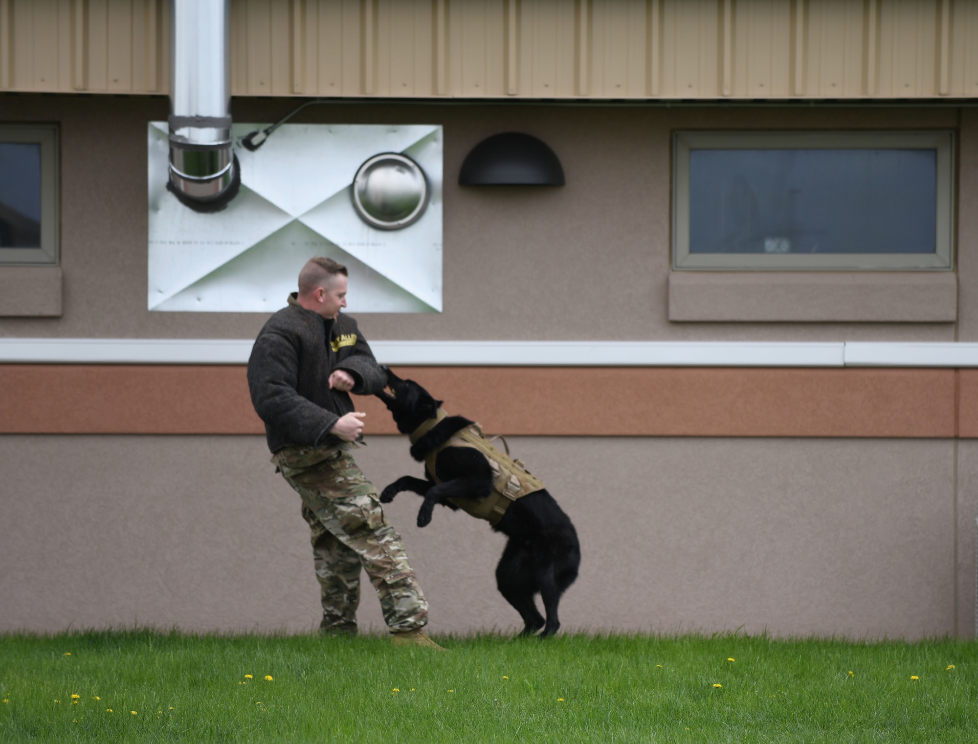 Borisz I, a 28th Security Forces Squadron military working dog, gnaws at Staff Sgt. Paul Gingras, a 28th SFS military working dog kennel master, during a demonstration at the 28th SFS K-9 facility on Ellsworth Air Force Base, S.D., May 16, 2019. The MWDs and their handlers are trained to provide narcotics and explosives detection keeping the base safe from threats. (U.S. Air Force photo by Airman 1st Class Christina Bennett)