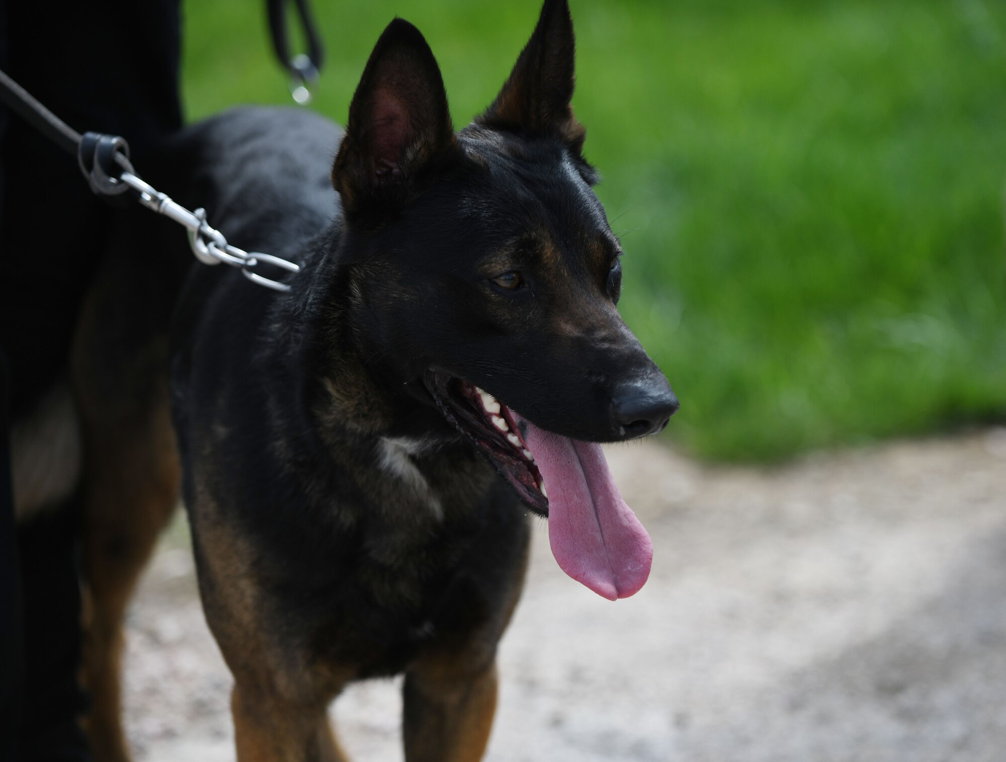 Sem, a South Dakota Highway Patrol police K-9, waits to compete in the 28th Security Forces Squadron military working dog competition held in honor of National Police Week at the K-9 obedience course on Ellsworth Air Force Base, S.D., May 16, 2019. National Police week is held in observance of law enforcement officers who have died in the line of duty while protecting communities nationwide. (U.S. Air Force photo by Airman 1st Class Christina Bennett)