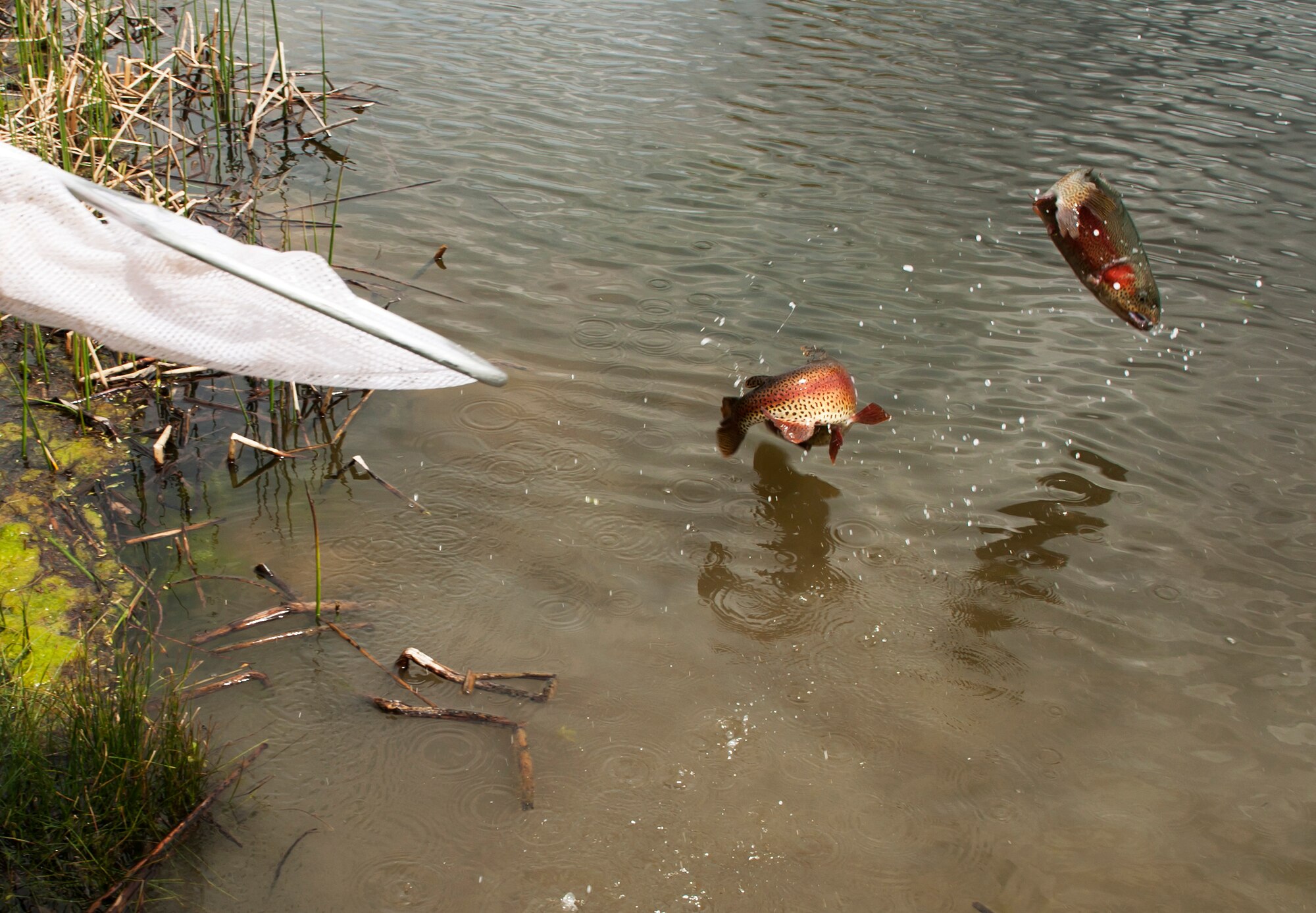 Jerick Graves, Montana Department of Fish, Wildlife and Parks fish culture specialist, stocks Powwow Pond with rainbow trout May 22, 2019, at Malmstrom Air Force Base, Mont.
