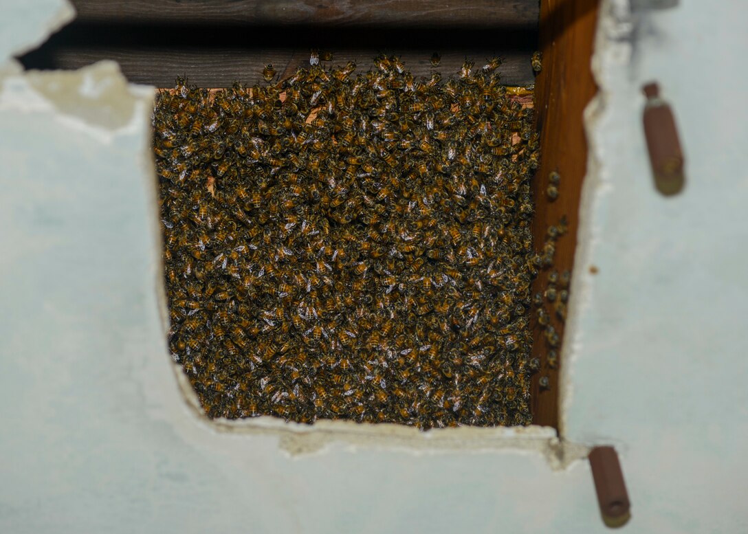 An estimated 100,000 honey bees inhabit a bee hive behind the Airman's Attic on Edwards Air Force Base, Calif., prior to being removed May 23. (U.S. Air Force photo by Giancarlo Casem)