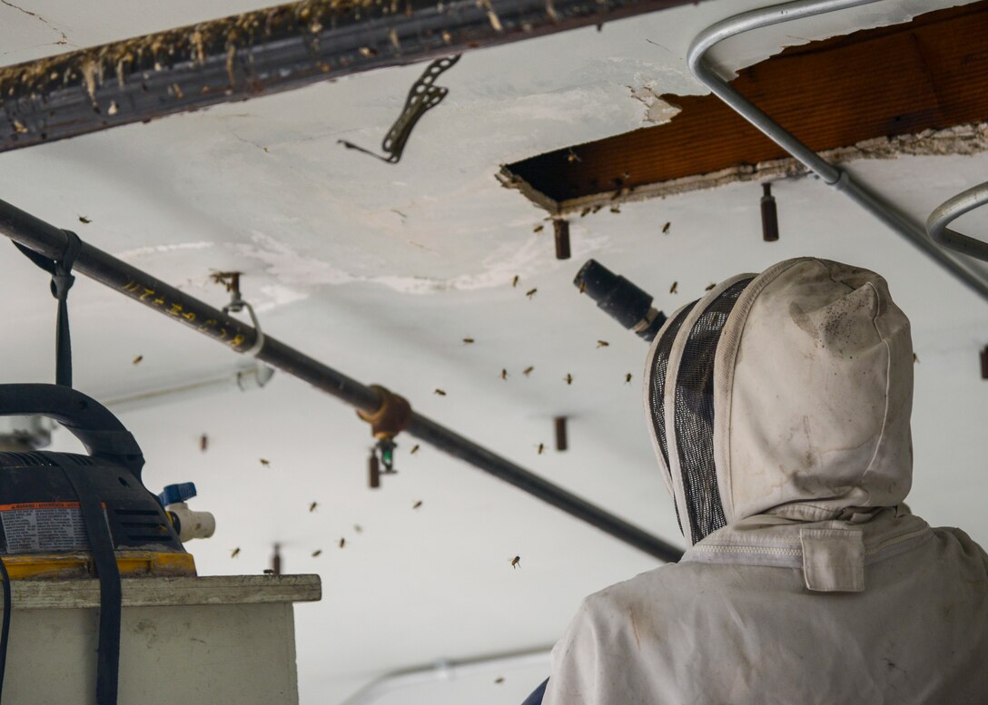 Pedro Huertas, a bee keeper from BeeGreen bee removal, removes bees from a hive behind the Airman's Attic on Edwards Air Force Base, Calif., May 23. (U.S. Air Force photo by Giancarlo Casem)