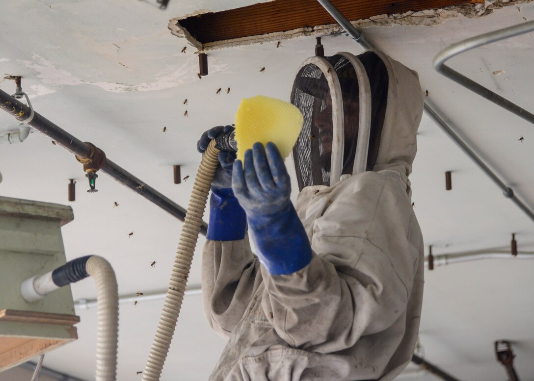 Pedro Huertas, a bee keeper from BeeGreen bee removal, removes a honey comb from a bee hive located behind the Airman's Attic on Edwards Air Force Base, Calif, May 23. (U.S. Air Force photo by Giancarlo Casem)