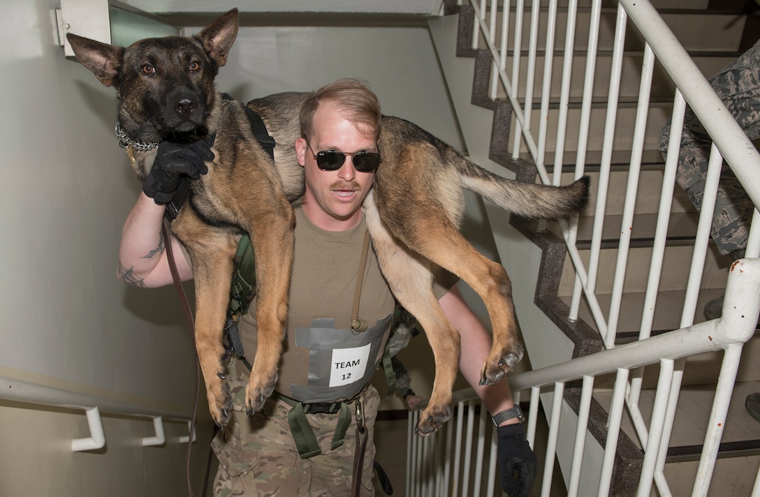 Staff Sgt. David Ferro, 374th Security Forces Squadron military working dog handler, carries his MWD, Bunko, up a flight of stairs during Yokota's 2019 National Police Week Iron Dog competition, May 24, 2019, at Yokota Air Base, Japan.