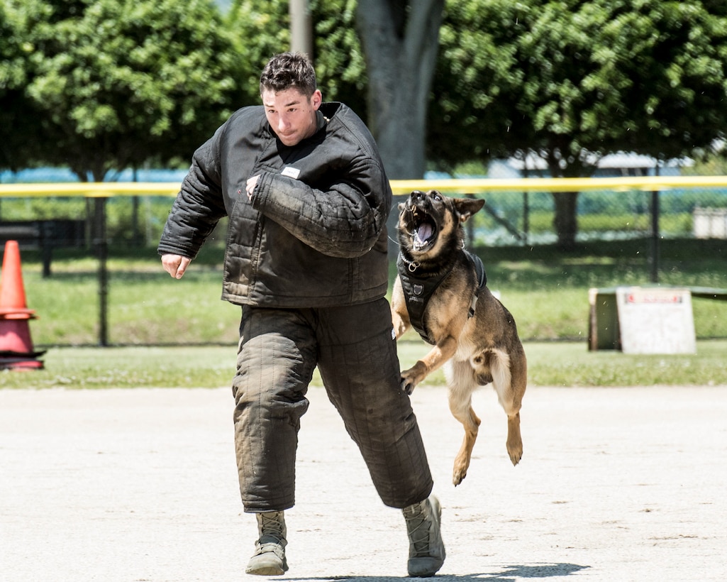 Staff Sgt. Brandon Trapani, 51st Security Forces Squadron K9 trainer supervisor, acts as a decoy for Bill, 901st Military Police Detachment military working dog, during Yokota's 2019 National Police Week Hard Dog Fast Dog competition, May 24, 2019, at Yokota Air Base, Japan.
